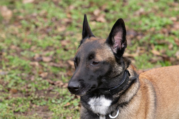 Dog Belgian Schepard - Malinois