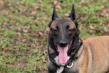 Fototapeta premium Dog Belgian Schepard - Malinois