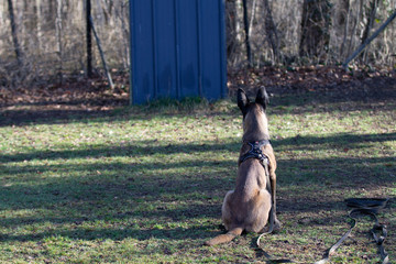 Dog Belgian Schepard - Malinois