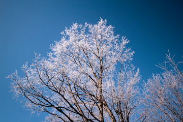 A winter tree with its branches frozen in ice.