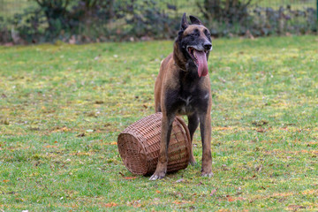 Dog Belgian Schepard - Malinois