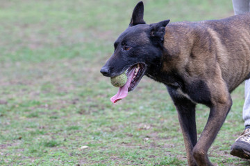 Dog Belgian Schepard - Malinois