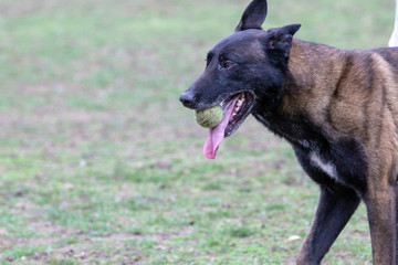 Dog Belgian Schepard - Malinois