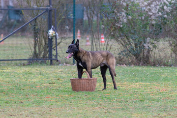 Dog Belgian Schepard - Malinois