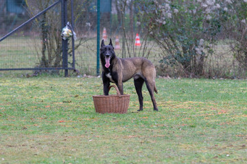 Dog Belgian Schepard - Malinois