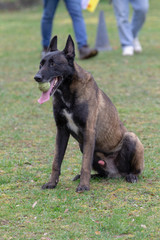 Dog Belgian Schepard - Malinois