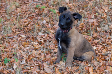 Dog Belgian Schepard - Malinois