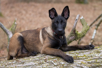 Dog Belgian Schepard - Malinois
