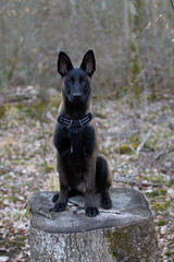 Dog Belgian Schepard - Malinois