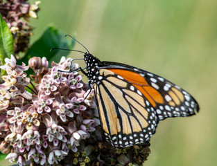 Monarch Butterfly feeding on Milkweed blooms.