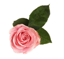 Beautiful pink rose on white background, top view