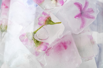 Floral ice cubes in glass as background, closeup