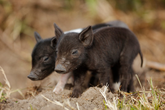 Wild Boar Piglets