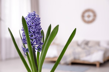 Beautiful hyacinth on blurred background, space for text. Spring flower