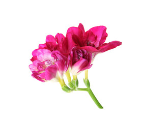 Beautiful spring freesia flower isolated on white