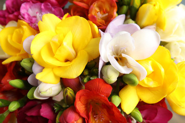 Beautiful bright spring freesia flowers as background