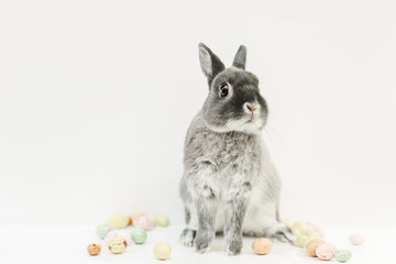 Small grey rabbit with speckled eggs