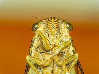 Cicada Bug. Cicada insect. Cicada stick Extreme on tree at the park of thailand Tremendous musical abilities of cicada. insect sings beautifully and prefers a warm climate