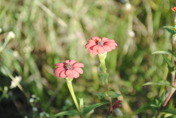 Obraz premium flores