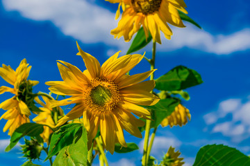 Sunflower and blue sky