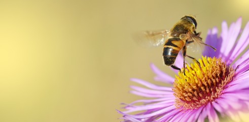 Honey Bee on a Flower