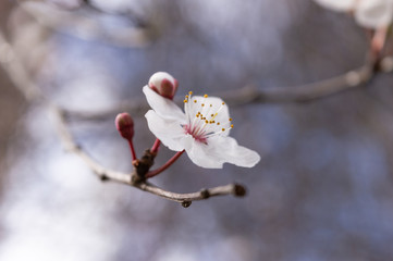 Apricot tree flower with buds blooming at springtime