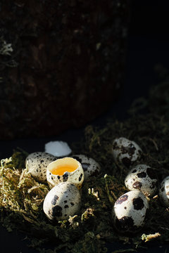 Quail eggs in dry moss