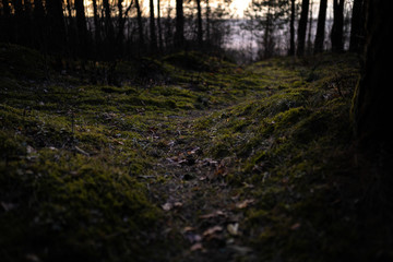 Old forest near the sea side with moss covered trees and dusk sun light in bokeh - Instant vintage square photo