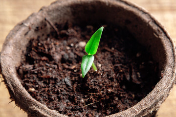 Small sprout of pepper plant in a paper pot, top view