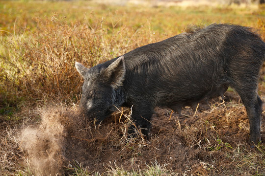 Wild Boar
