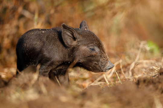 Wild Boar Piglet