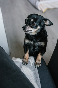 Russian Toy Terrier at home