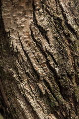 Abstract Tree bark background