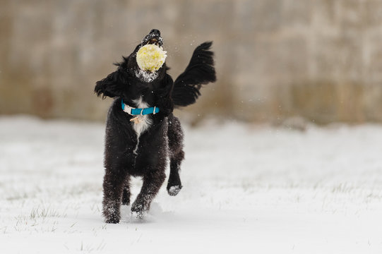 Happy black puppy plays in her snowy backyard