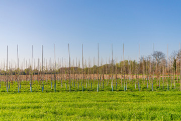 Obraz premium Outdoor sunny scenery of Agricultural farm, line of small growing almond trees orchard in Europe and early spring season.