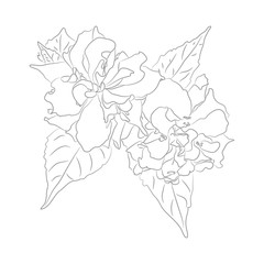 Vector Contour Illustration of Argentinian Flower for Coloring Book. Botanical Drawing of Plant that looks like Hawaiian Hibiscus. Floral Template