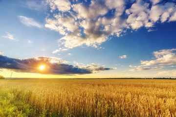 Sunset above the wheat field in european countryside