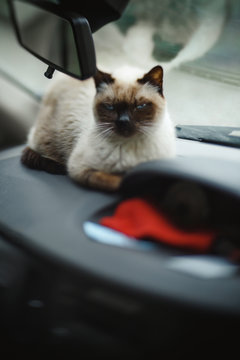 Adorable cat laying on car dashboard and looking at the camera