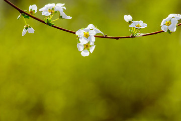 very small white flowers on yellowish green background, spring time image