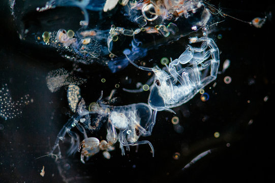 Phronima 1