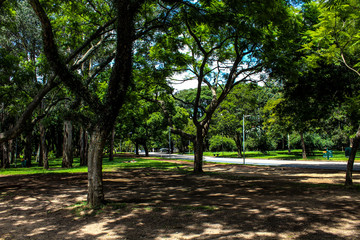 Fototapeta premium Parque