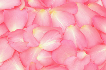 Pink rose petals background