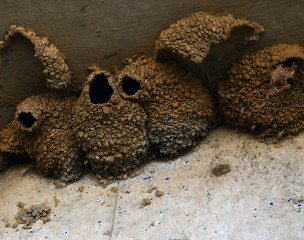 more bird nest up close