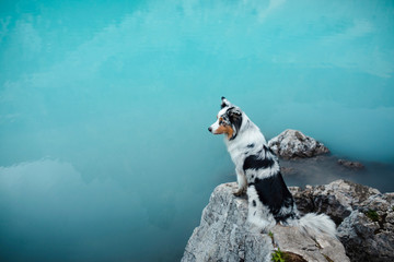chien se dresse sur une pierre sur un lac bleu dans les montagnes. Berger australien, Aussie dans la nature. Voyage d& 39 animaux de compagnie