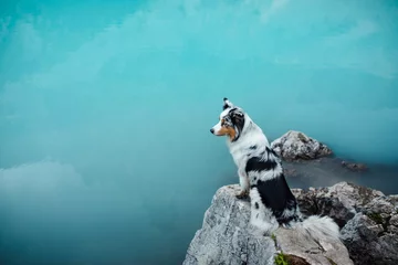 Wall murals Turquoise dog stands on a stone on a blue lake in the mountains. Australian shepherd, Aussie in nature. Pet Travel