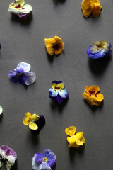 Obraz na płótnie Canvas Arrangement of edible flowers on grey background. Top view, selective focus.
