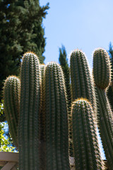 Group of spikey cacti