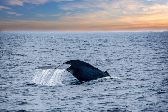 A tale of a blue whale beautifully emerges from the ocean by Mirissa bay, southern Sri Lanka.
