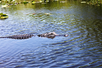 Big wild alligator swims in the lake at sunny day. Crocodile in the water