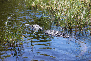 Big wild alligator swims in the lake at sunny day. Crocodile in the water